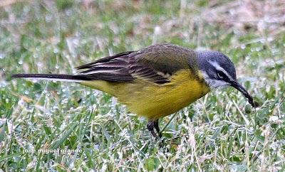 ABRIL AGUAS MIL,¿QUIEN DIJO MIEDO A SALIR?
