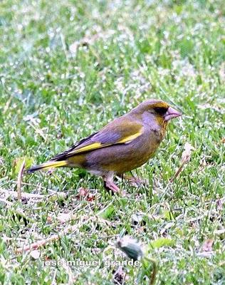 ABRIL AGUAS MIL,¿QUIEN DIJO MIEDO A SALIR?