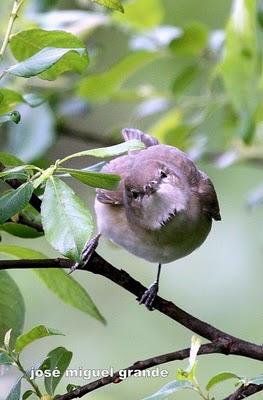 ABRIL AGUAS MIL,¿QUIEN DIJO MIEDO A SALIR?