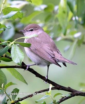 ABRIL AGUAS MIL,¿QUIEN DIJO MIEDO A SALIR?