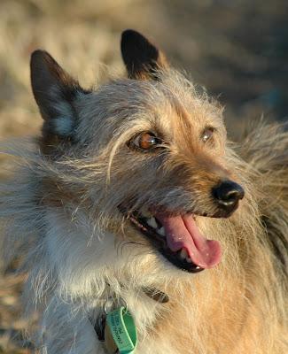 El miedo a los perros