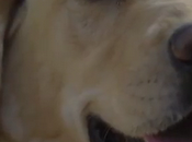 Wifi Terra: Conexión excrementos perro