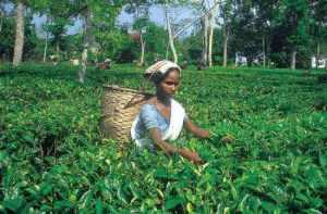 Los Estados del Nordeste