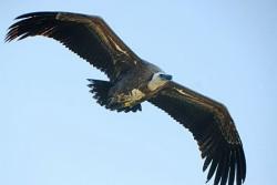 El buitre leonado aumenta su presencia en el Estrecho pese al peligro de los parques eólicos