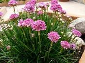 Césped España (Armeria marítima)