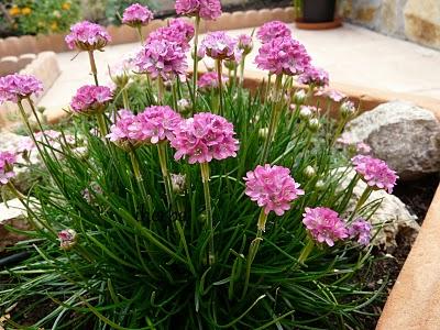Césped de España (Armeria marítima)