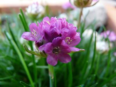 Césped de España (Armeria marítima)