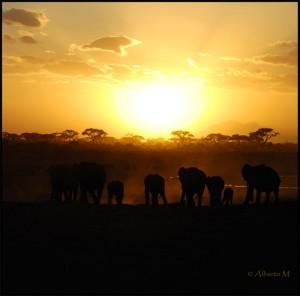 Planificación de un safari al Este de África