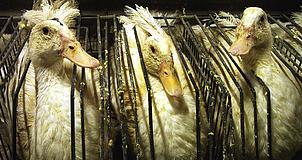 El origen del foie-gras o...