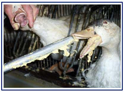 El origen del foie-gras o...