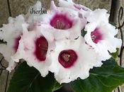 Gloxinia (Sinningia speciosa)