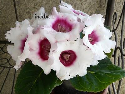 Gloxinia (Sinningia speciosa)