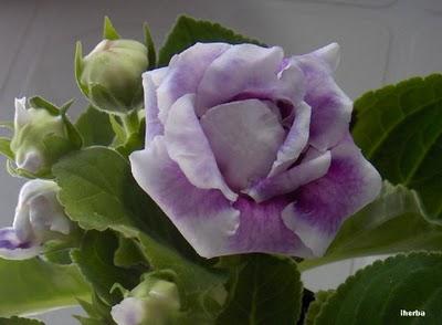 Gloxinia (Sinningia speciosa)