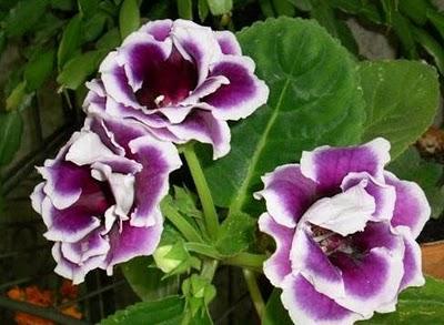 Gloxinia (Sinningia speciosa)