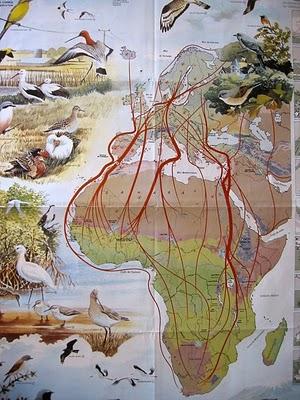 Primeras aves migrantes...12/03/10