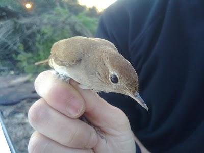 Primeras aves migrantes...12/03/10