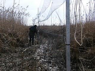 Las Aves exóticas invaden el Paraje Natural del Brazo del Este.