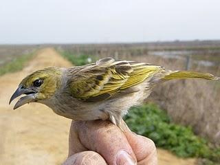 Las Aves exóticas invaden el Paraje Natural del Brazo del Este.