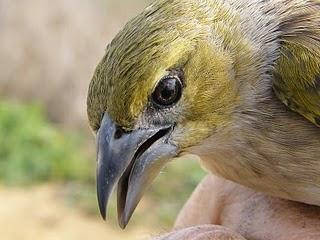 Las Aves exóticas invaden el Paraje Natural del Brazo del Este.