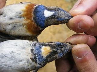 Las Aves exóticas invaden el Paraje Natural del Brazo del Este.