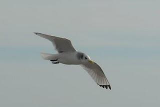 Marismas del Odiel: sigue el espectáculo...