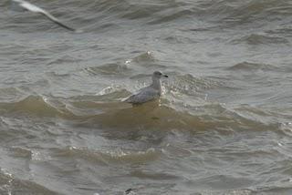 Marismas del Odiel: sigue el espectáculo...