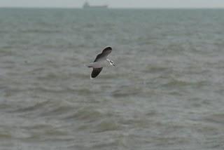 Marismas del Odiel: sigue el espectáculo...