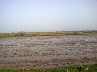 Pasar la tarde en el Paraje Natural del Brazo del Este (Sevilla)