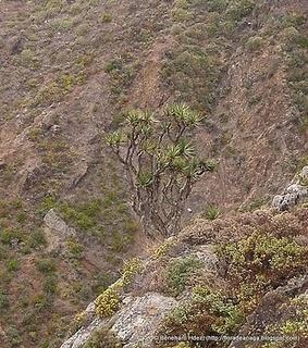 Dragos de Anaga: Los Dragos de Guaguay