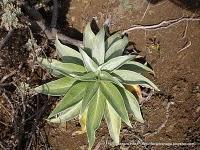 Flora: El Palomino