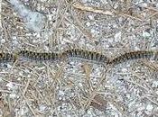 diapausa procesionaria pino