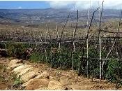 tomateras