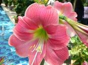 Amaryllis