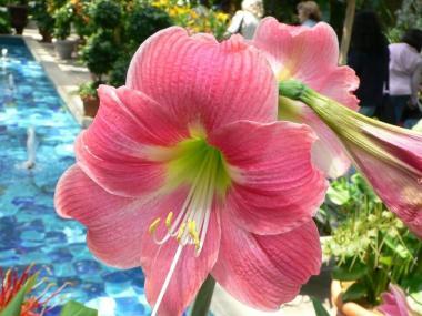 Amaryllis