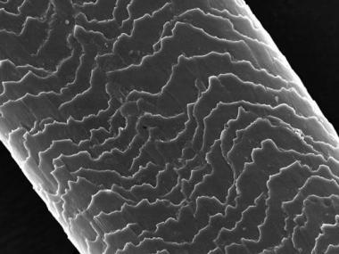 El crecimiento del pelo