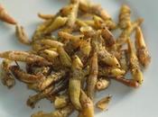 Llegaron saltamontes