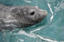 El regreso de la foca monje al Mediterráneo