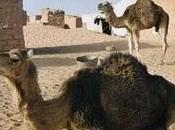Curiosidades animales