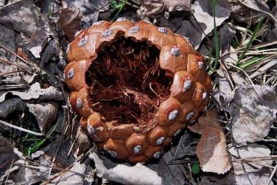 se acerca el 12 de mayo,  día de la fibromialgia, el síndrome de fatiga crónico y el síndrome de sensibilidad química