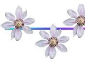 Verba volant, scripta manent