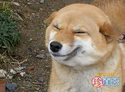 Rubí, otro Perro que ríe…