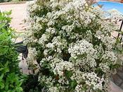 Fotinia (Photinia fraseri "Red Robin"