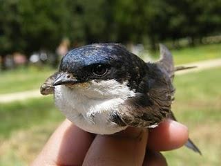 Educación Ambiental a través de las Aves...
