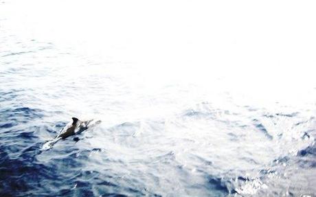 dolphin 7 días en Tenerife