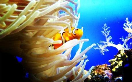 payaso 7 días en Tenerife