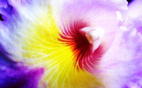 orquidea 7 días en Tenerife