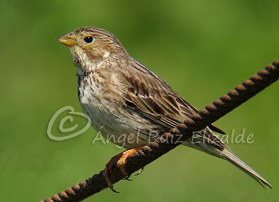 Trigueros en Cabo Quintres...