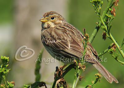 Trigueros en Cabo Quintres...