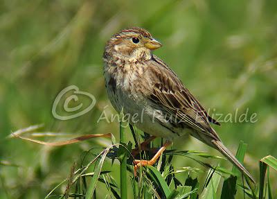 Trigueros en Cabo Quintres...