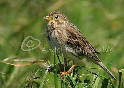 Trigueros en Cabo Quintres...